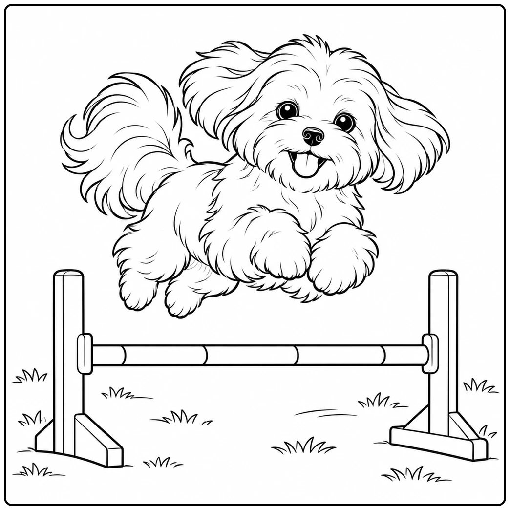Energetic Maltese leaps over a low hurdle with all four paws lifted above the bar